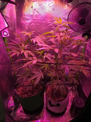 FIRST GROW — flower, day 37