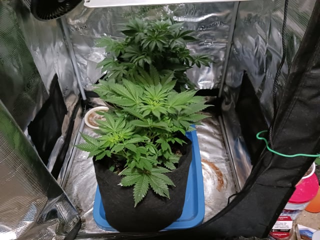 9lbhammer feminized  — flower, day 36