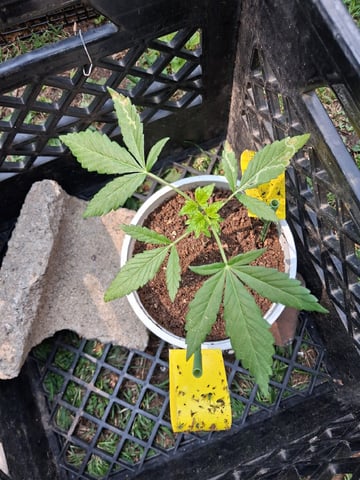 My First Grow — vegetative, day 93