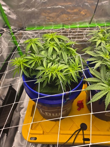 Fastbuds Autoflower Run — flower, day 45