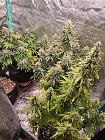 Lemon Cherry Cookies, Purple Haze and Strawberry Gorilla Grows — flower, day 99