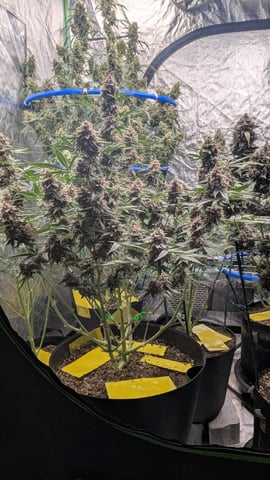 Mixed Grow — flower, day 93