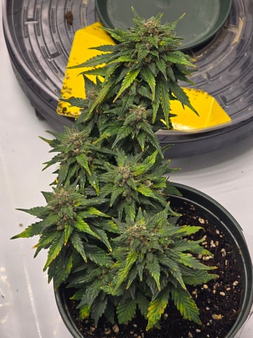 Fast Buds - Purp Lemonade — flower, day 55