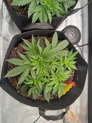 fruity pebbles, cap junky — vegetative, day 38