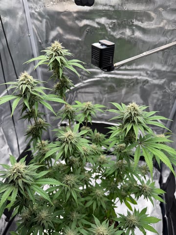  Trying to go big — flower, day 116