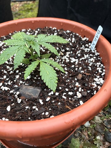 Rc Exotics — vegetative, day 20