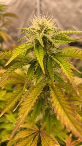 LSD feminized — flower, day 90