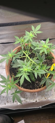 Alaskan bananaberry auto — flower, day 31