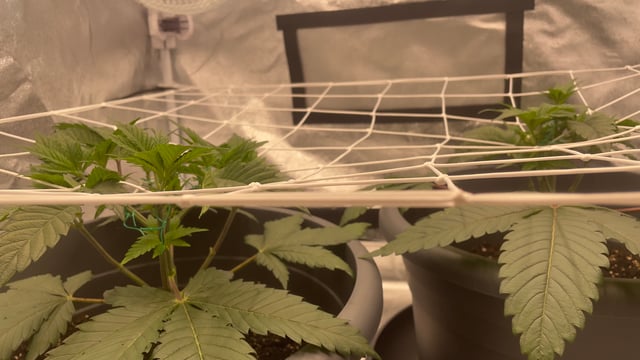 LSD feminized — vegetative, day 40