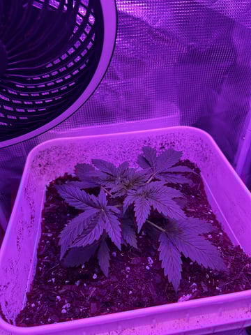 Banana Pudding GP — grow_setup, day 2