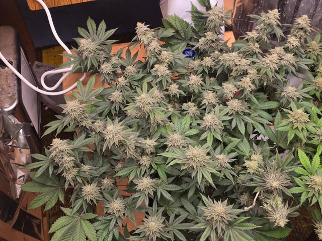 Gg#4 And Sour Diesel  — grow_setup, day 1