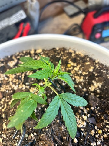 First ever grow — vegetative, day 32