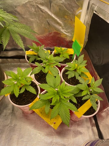 The White X Run Away Bride #3 — seedling_rooting, day 21