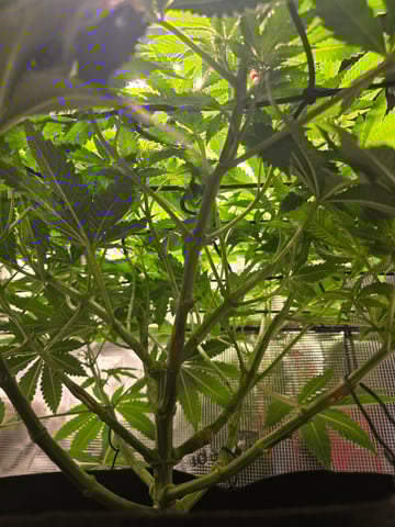 Northern lights #10 (Alaska) — flower, day 43