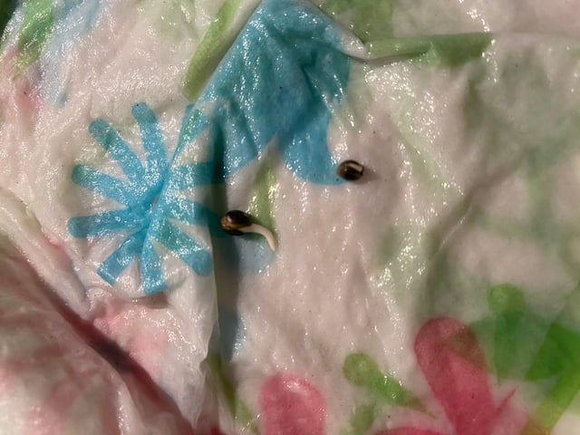 FastBudz Mix Pack  — germination, day 3