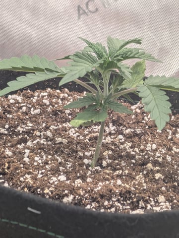 Guava, Guava, Gelato  — vegetative, day 18
