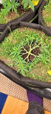 First Grow with the new setup  — vegetative, day 51