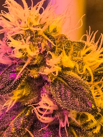 fruitstripe-x-breathworks VS Tropical cherry vs kush cake. vs og haze — flower, day 95