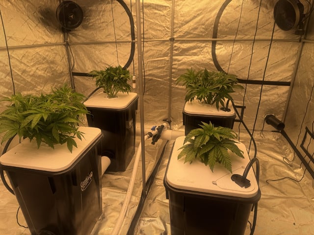 Start over! — vegetative, day 38