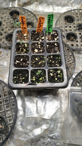 Gelato Auto C — seedling_rooting, day 1