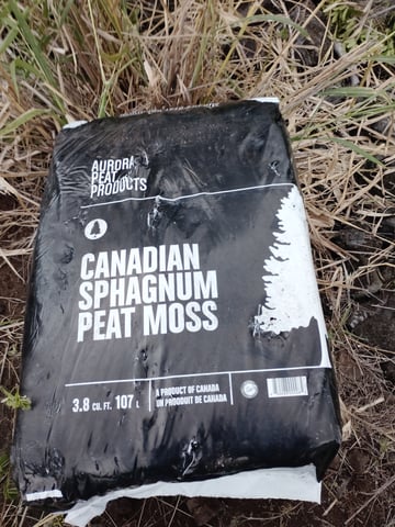 Cherry Bacio — grow_setup, day 1