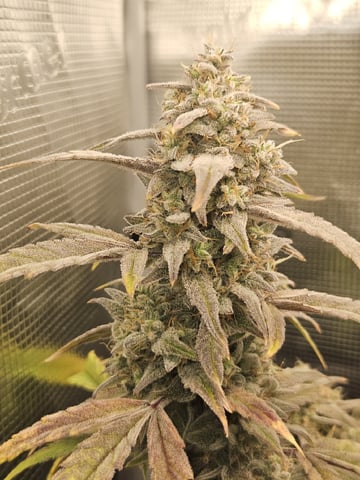 A chill grow in the small tent — flower, day 75