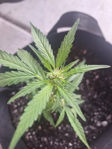 4.20.2025 — vegetative, day 4