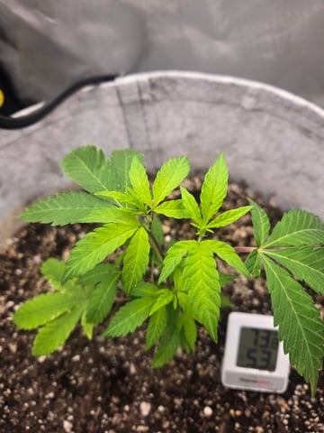 Looking for advice! — vegetative, day 9