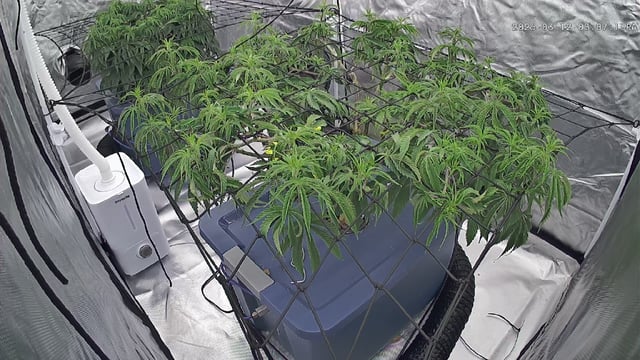 Laundry Shaman — vegetative, day 52