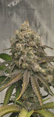 Maple Nectar  — flower, day 96