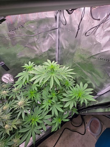 Northern lights #10 2nd plant (Selkies) — flower, day 49