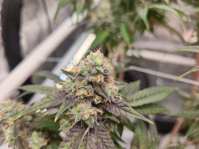 Grow 3 — flower, day 57