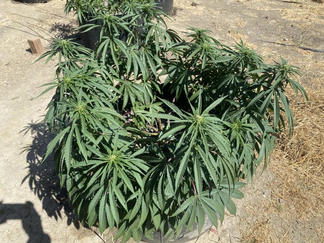 Solfire Gardens Grow — flower, day 107