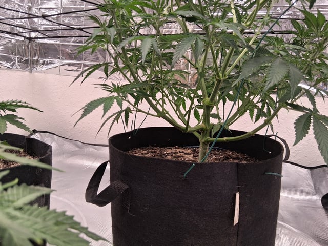 Seedman mix auto & seedman mix auto & GodFather OG — vegetative, day 41