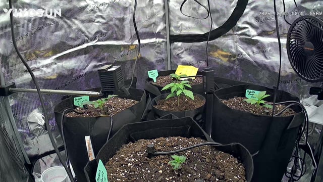 Auto Flower — vegetative, day 1