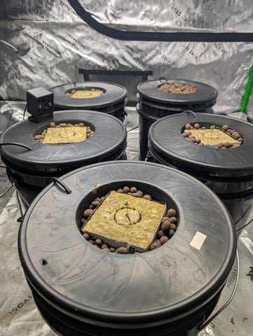 Acapulco Gold  — seedling_rooting, day 10