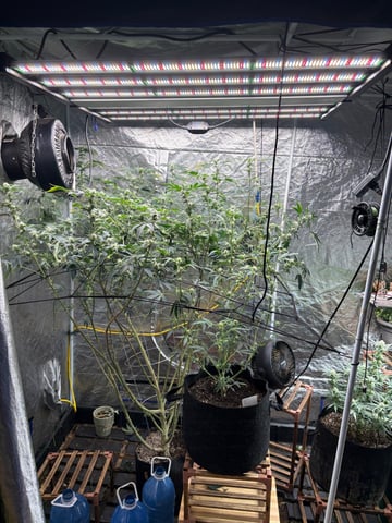 back to my roots.  — flower, day 13