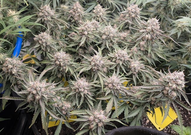 Perpetual Autoflower Mixed Grow #3 — flower, day 65