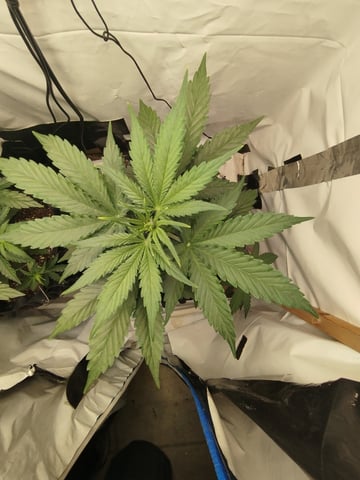 F1 apollo — vegetative, day 22