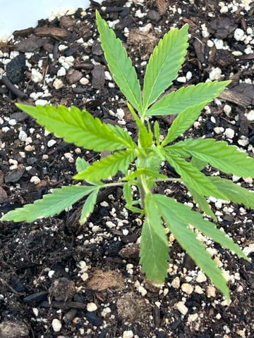 First ever grow — vegetative, day 34