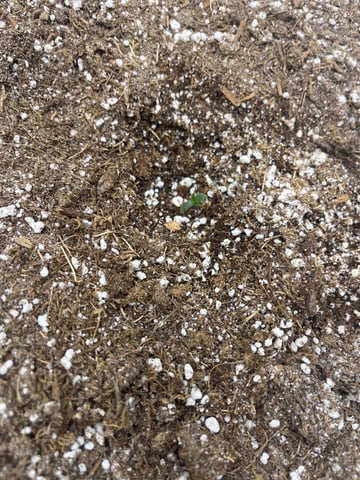 Chick n Wafflez, Big Bud Auto, Strawberry cheesecake auto — seedling_rooting, day 3