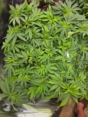 Purple Haze  — flower, day 48