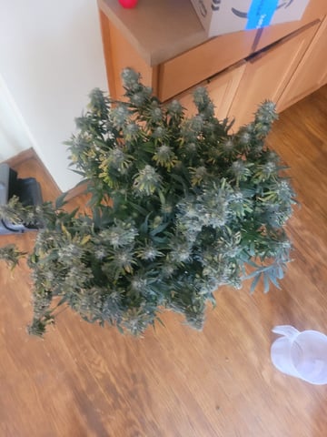 6th Grow — flower, day 87
