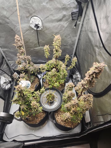 Mephisto Apple Crush and Pop tart OG in Nature's Living Soil.  — flower, day 88