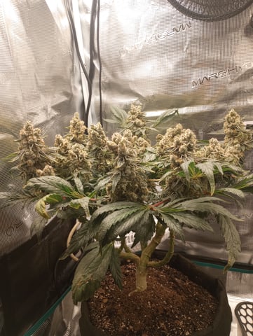Wizard Punch first grow  — flower, day 111