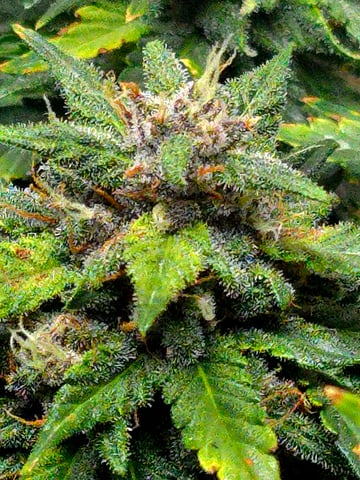 Fast Buds - Purp Lemonade — flower, day 56