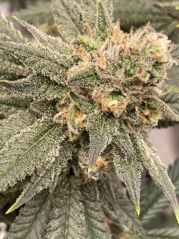 Planet Berry 7skunksgenetics  — flower, day 50