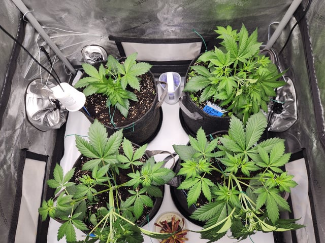 Mephisto's Flava Flav (Grape Crush x Guava Fig) — vegetative, day 33