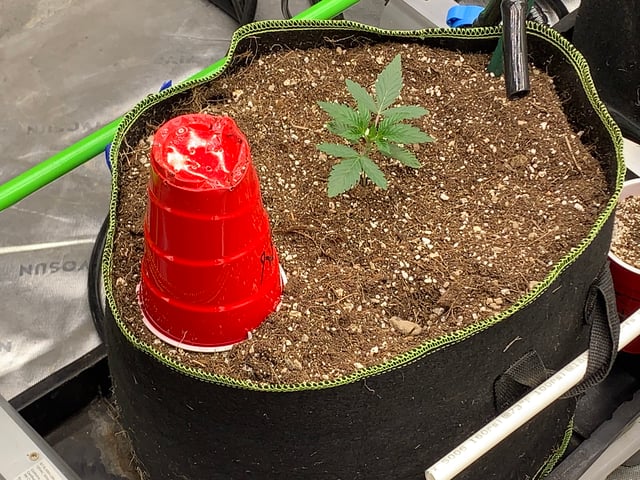 Six  — vegetative, day 22