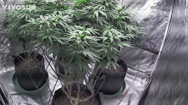 outdoor start/indoor 2025 — flower, day 162